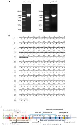 Function and Characterization of an Alanine Dehydrogenase Homolog From Nocardia seriolae